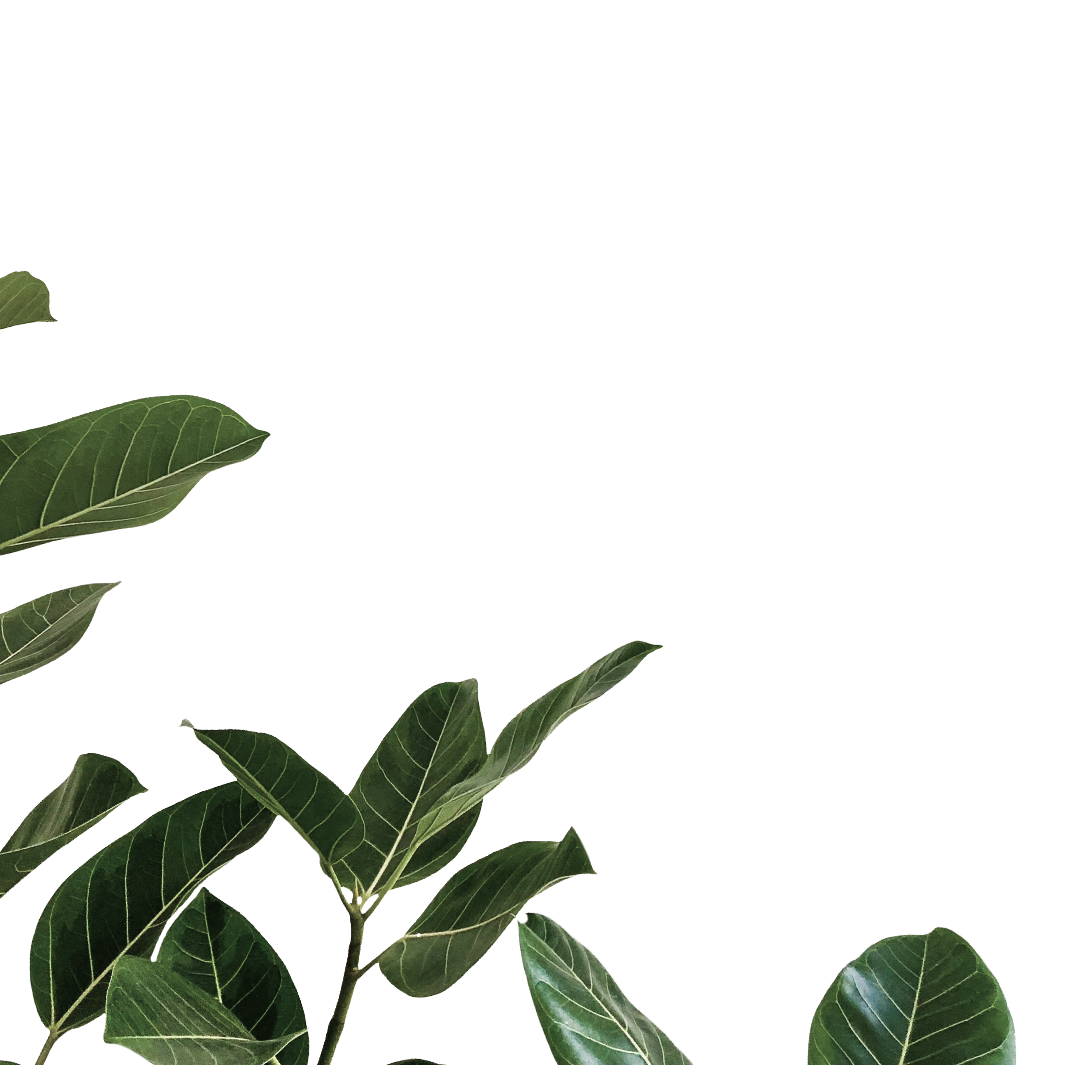 Image of green leaves