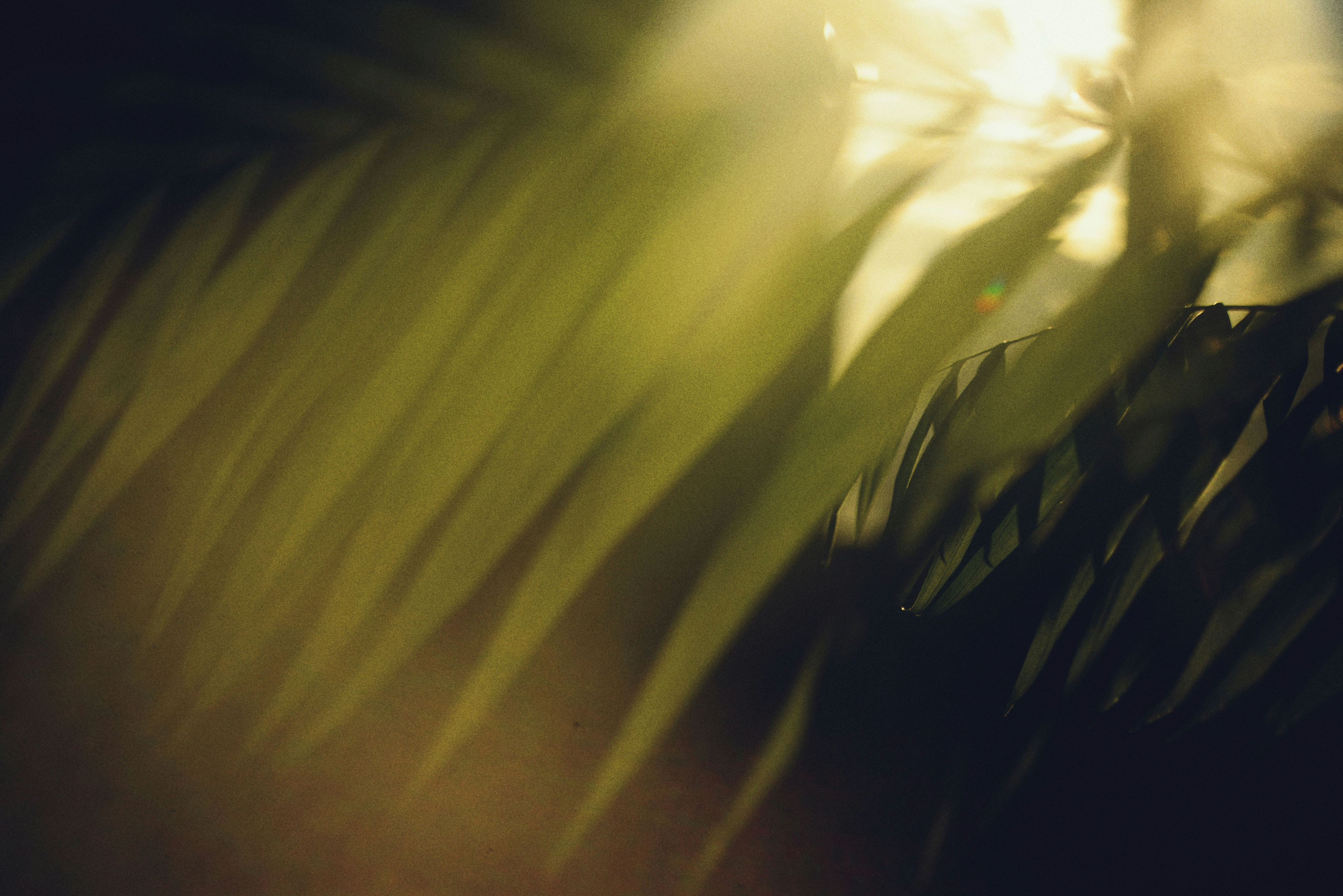 Close up of a tree in shadow