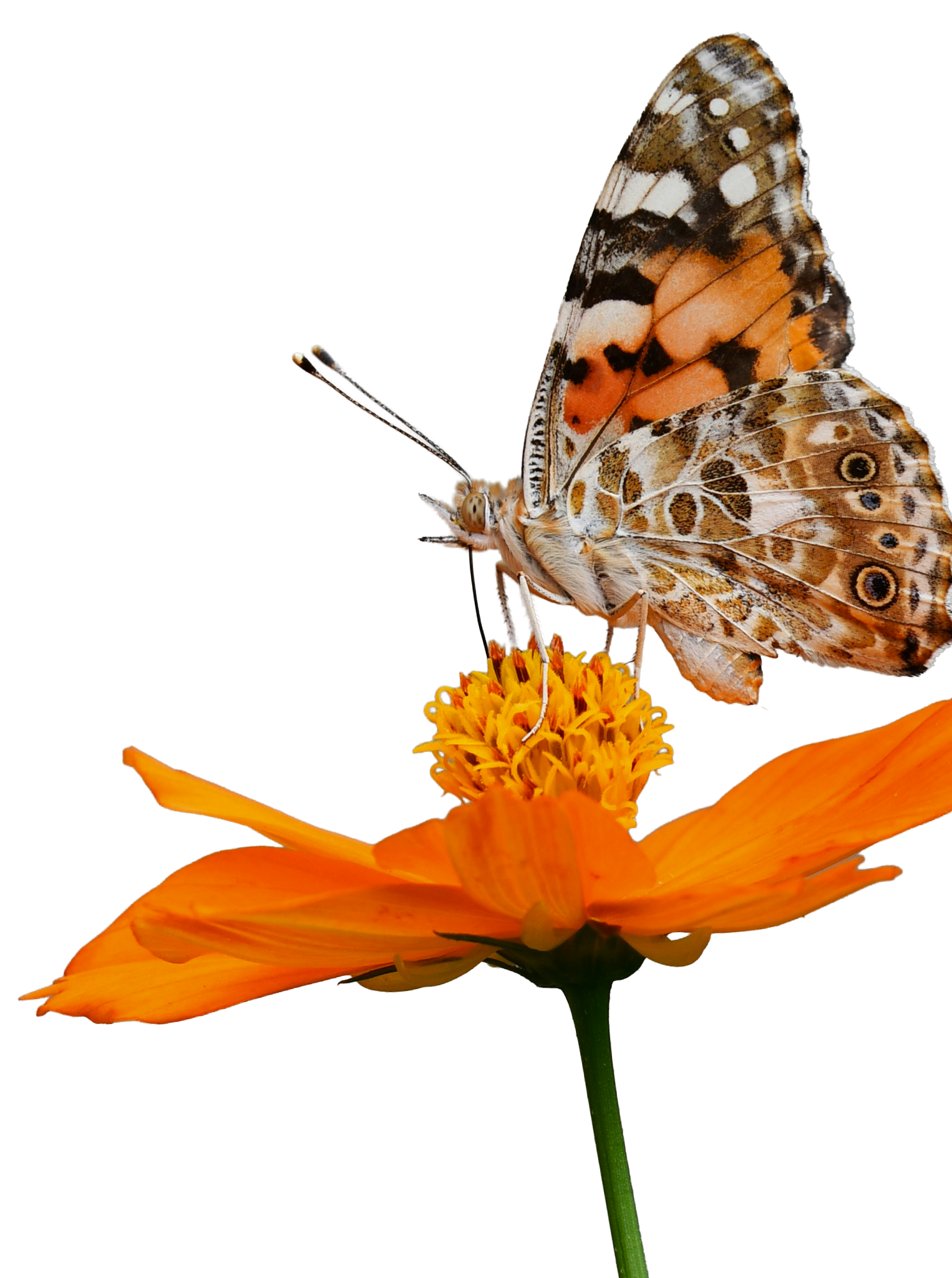 Image of a butterfly standing on an orange flower