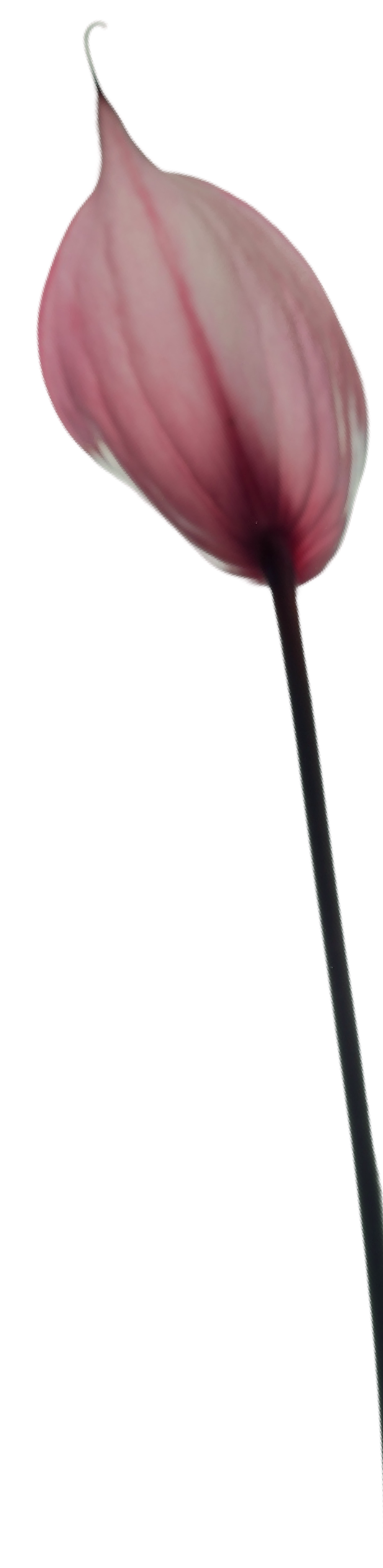 Image of a pink anthurium