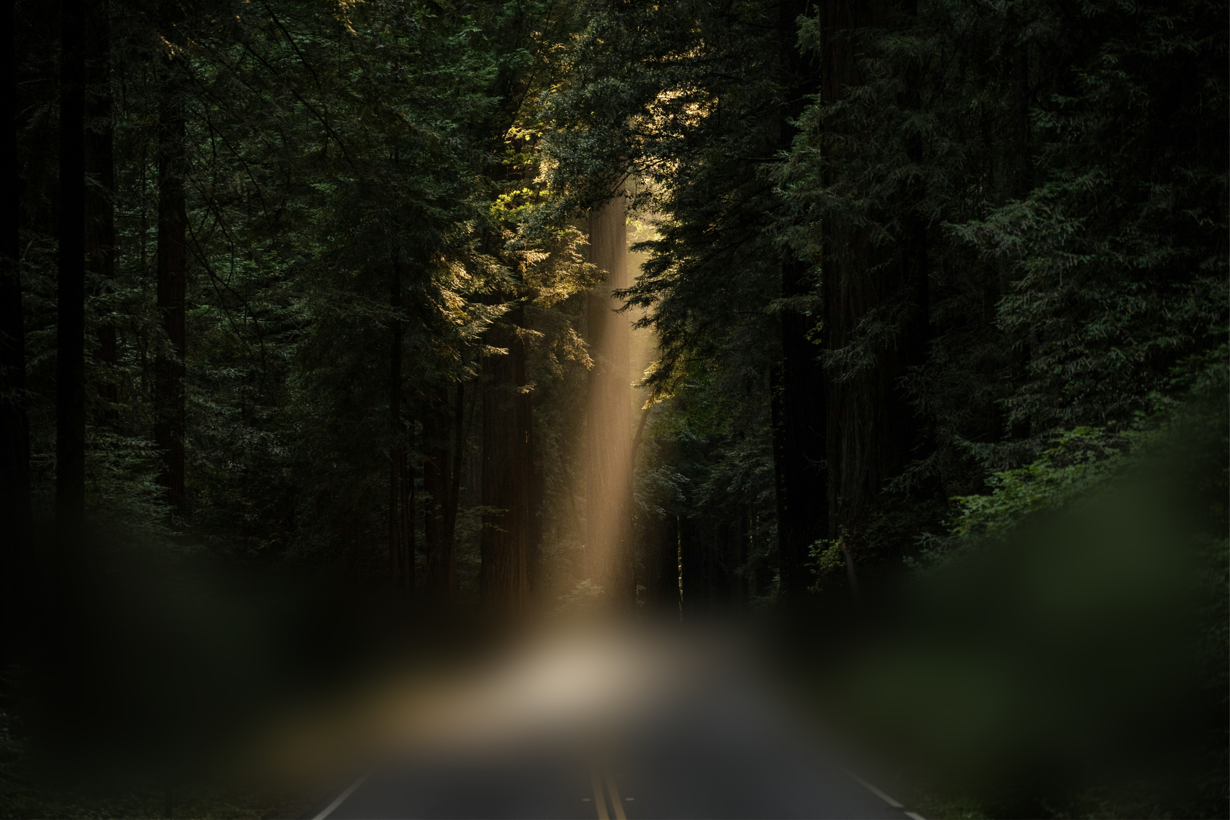 Image of a forest with a ray of sunlight shining through