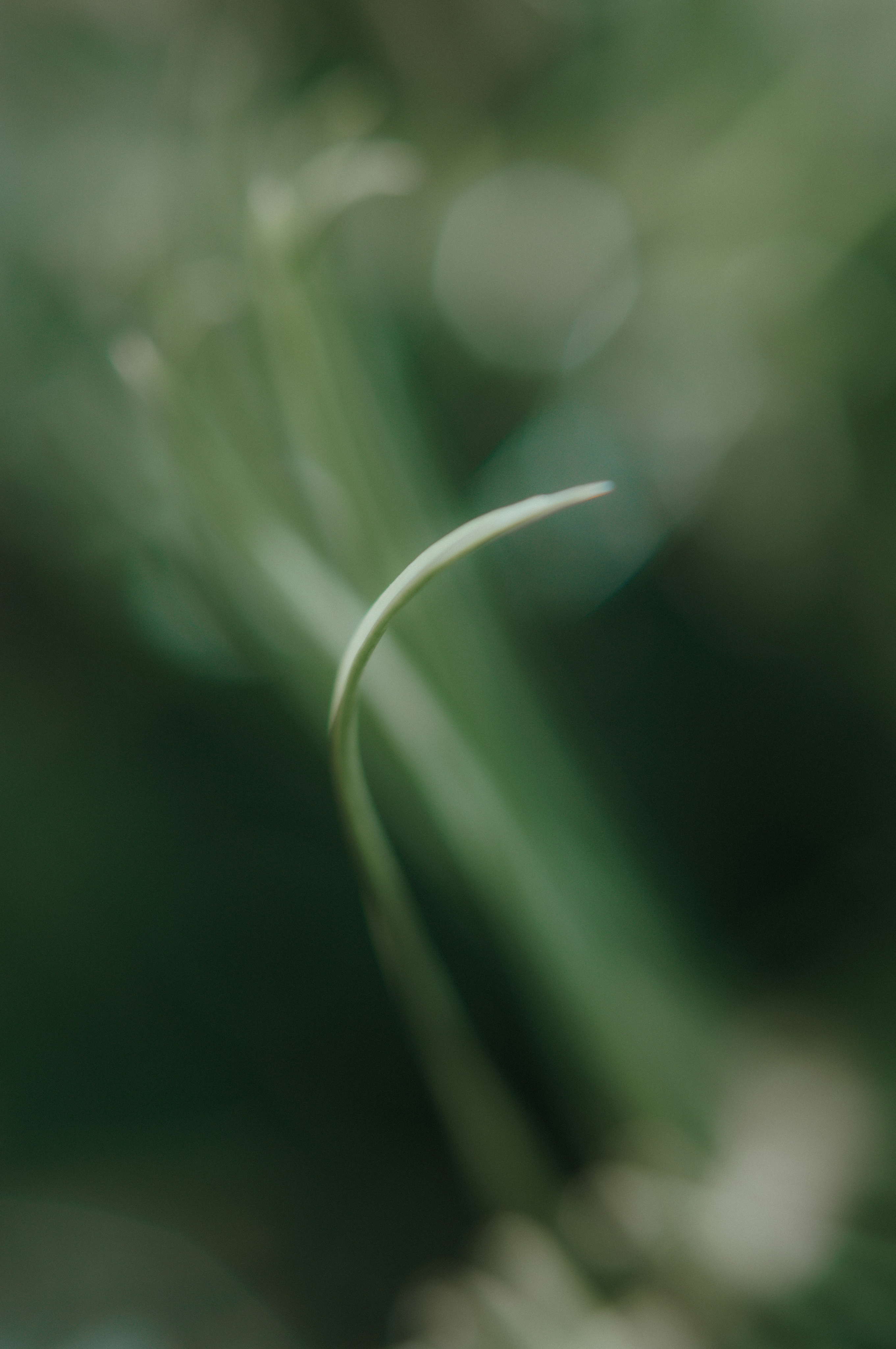 Close up image of a blade of grass with the copy: "Franciscan University, Oct 9-11" and the Franciscan University logo at the bottom.